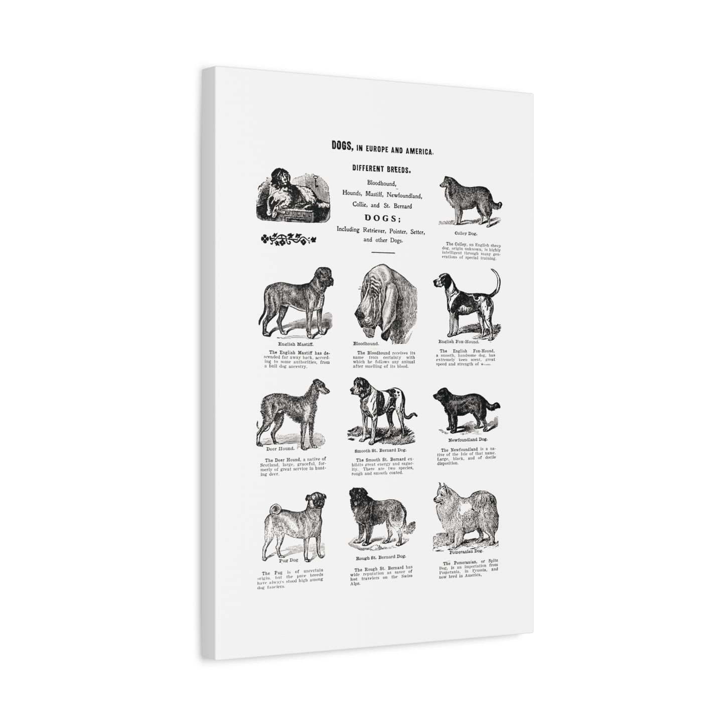 Vintage Dog Breed Poster Matte Canvas, Stretched, 1.25"
