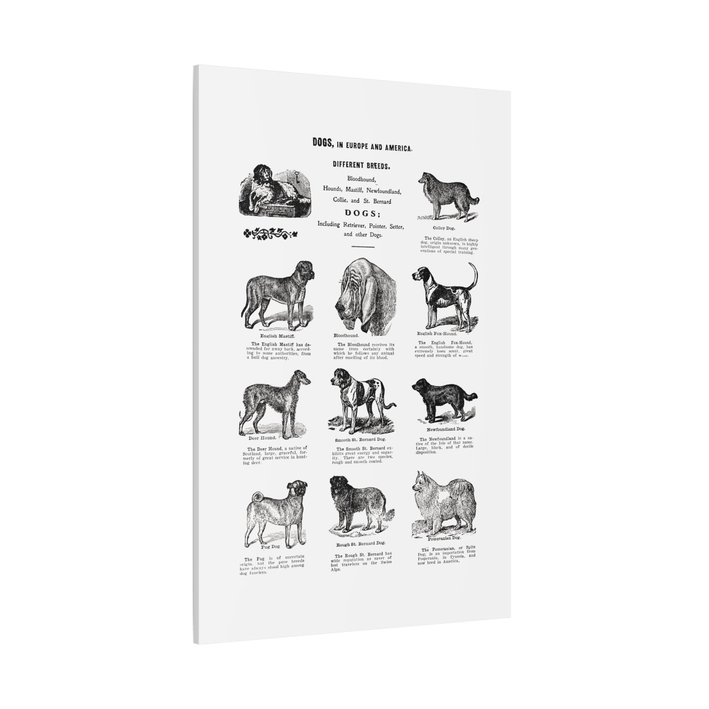 Vintage Dog Breed Poster Matte Canvas, Stretched, 1.25"