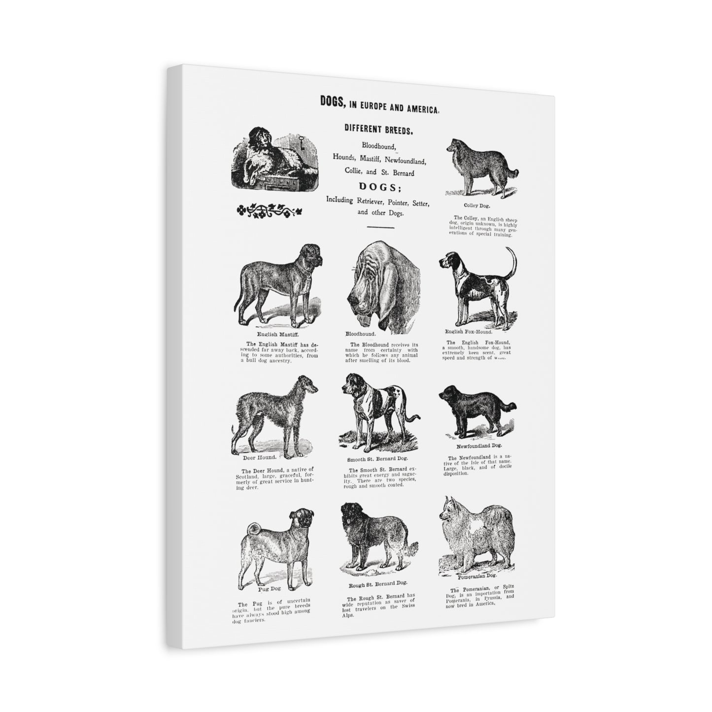 Vintage Dog Breed Poster Matte Canvas, Stretched, 1.25"