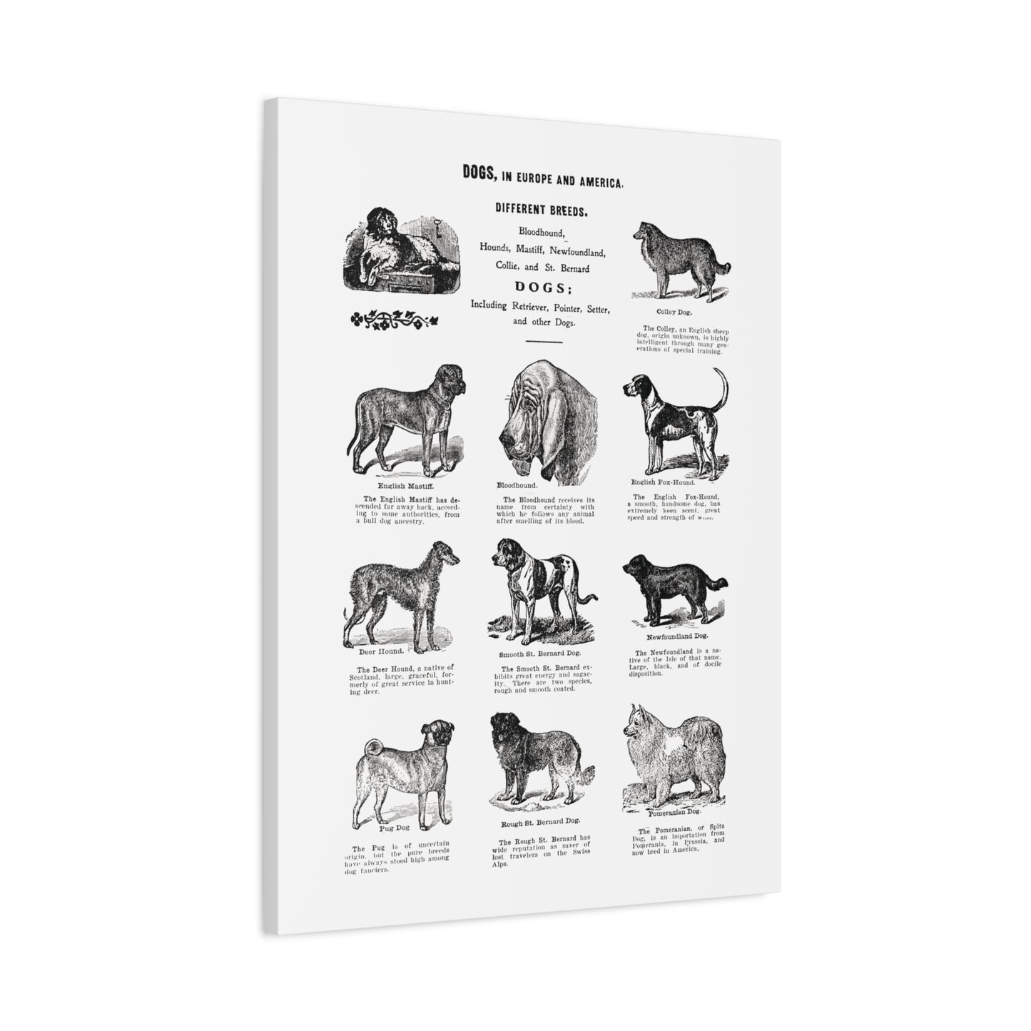Vintage Dog Breed Poster Matte Canvas, Stretched, 1.25"