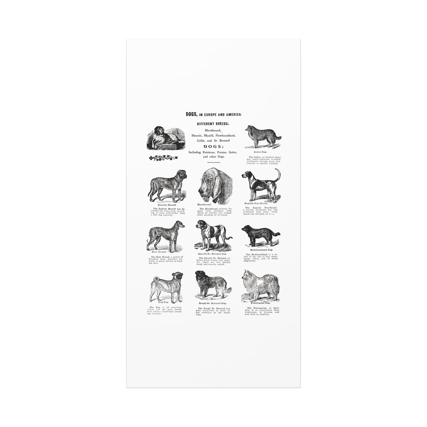Vintage Dog Breed Poster Matte Canvas, Stretched, 1.25"