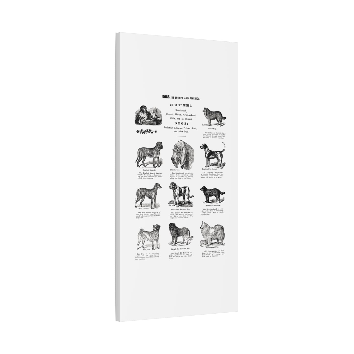 Vintage Dog Breed Poster Matte Canvas, Stretched, 1.25"