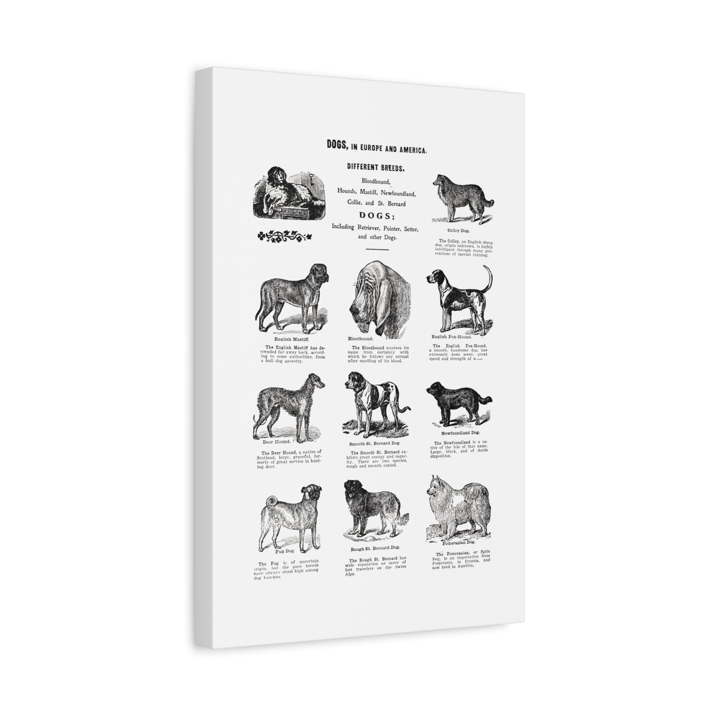 Vintage Dog Breed Poster Matte Canvas, Stretched, 1.25"