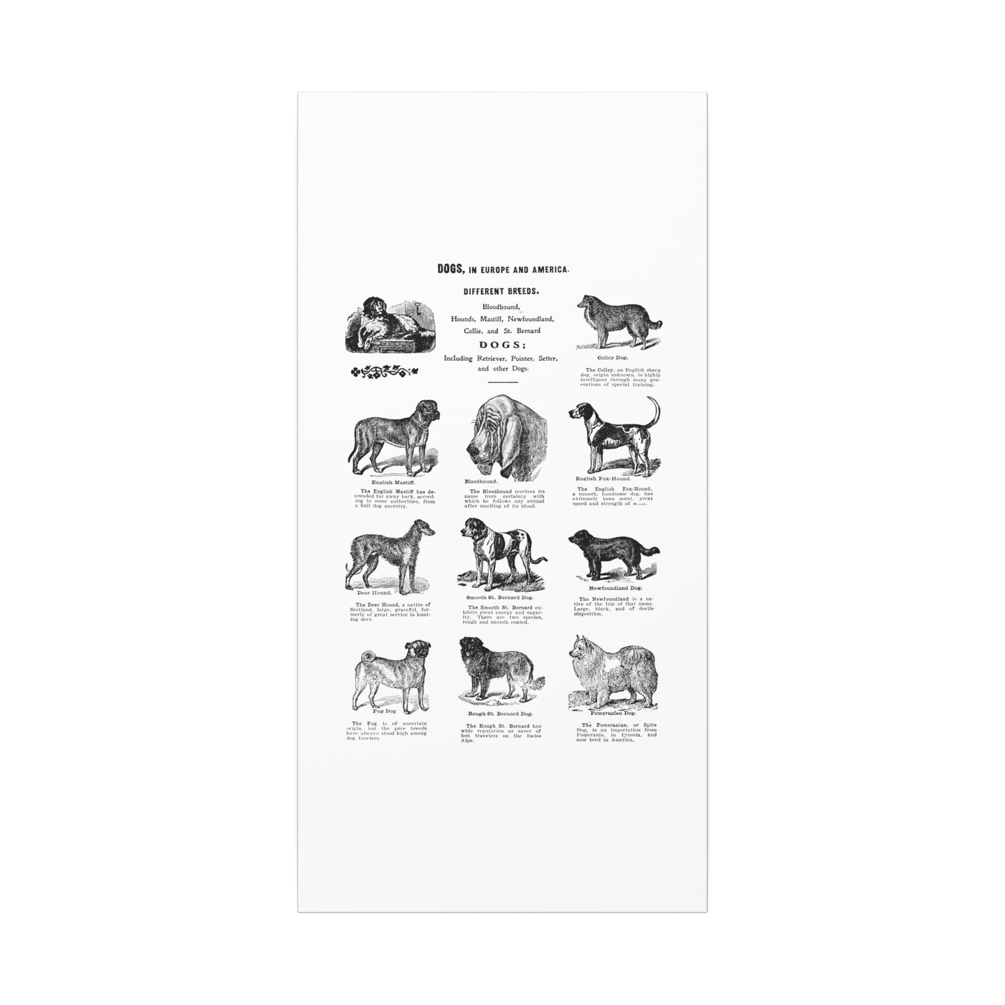 Vintage Dog Breed Poster Matte Canvas, Stretched, 1.25"