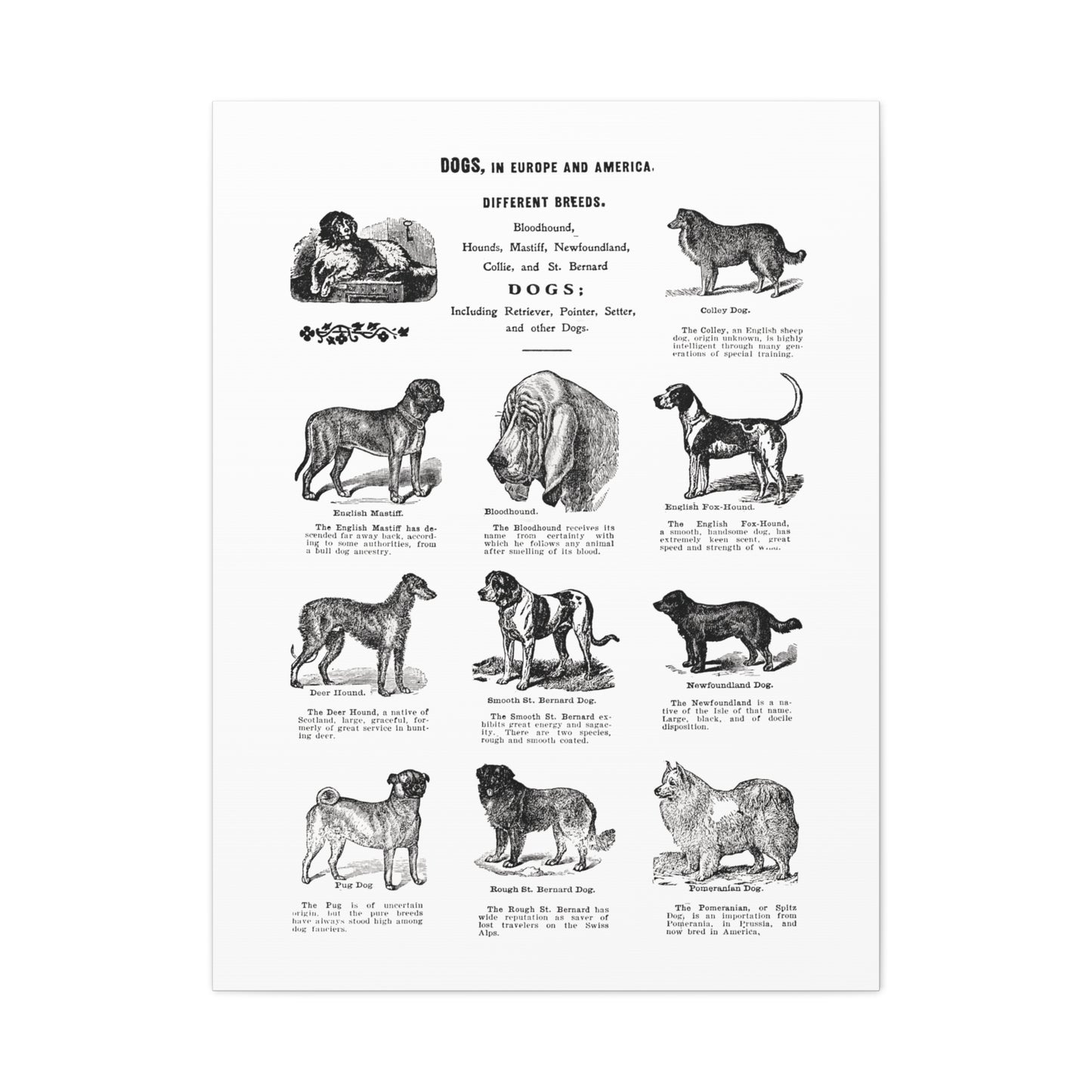 Vintage Dog Breed Poster Matte Canvas, Stretched, 1.25"