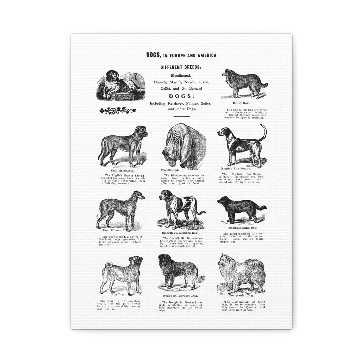 Vintage Dog Breed Poster Matte Canvas, Stretched, 1.25"