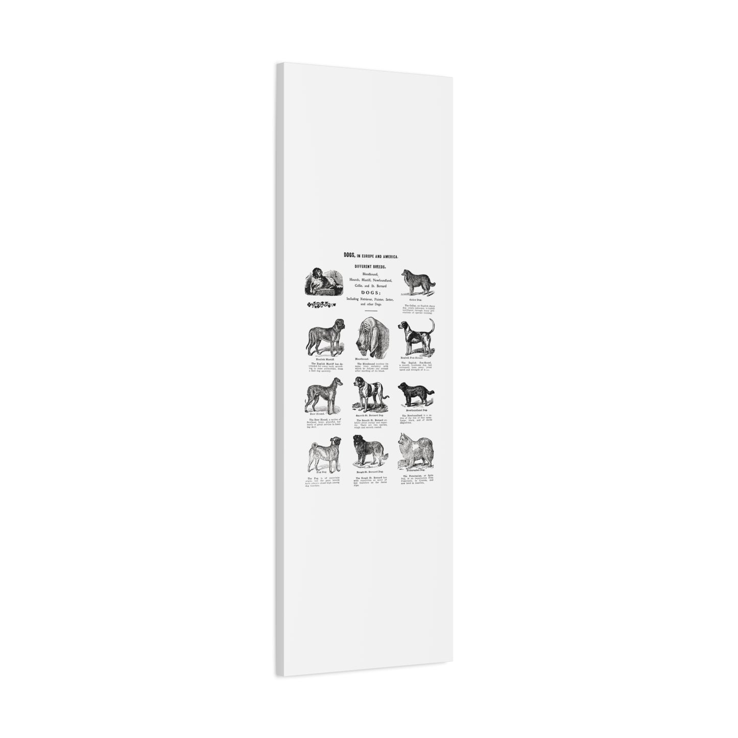 Vintage Dog Breed Poster Matte Canvas, Stretched, 1.25"