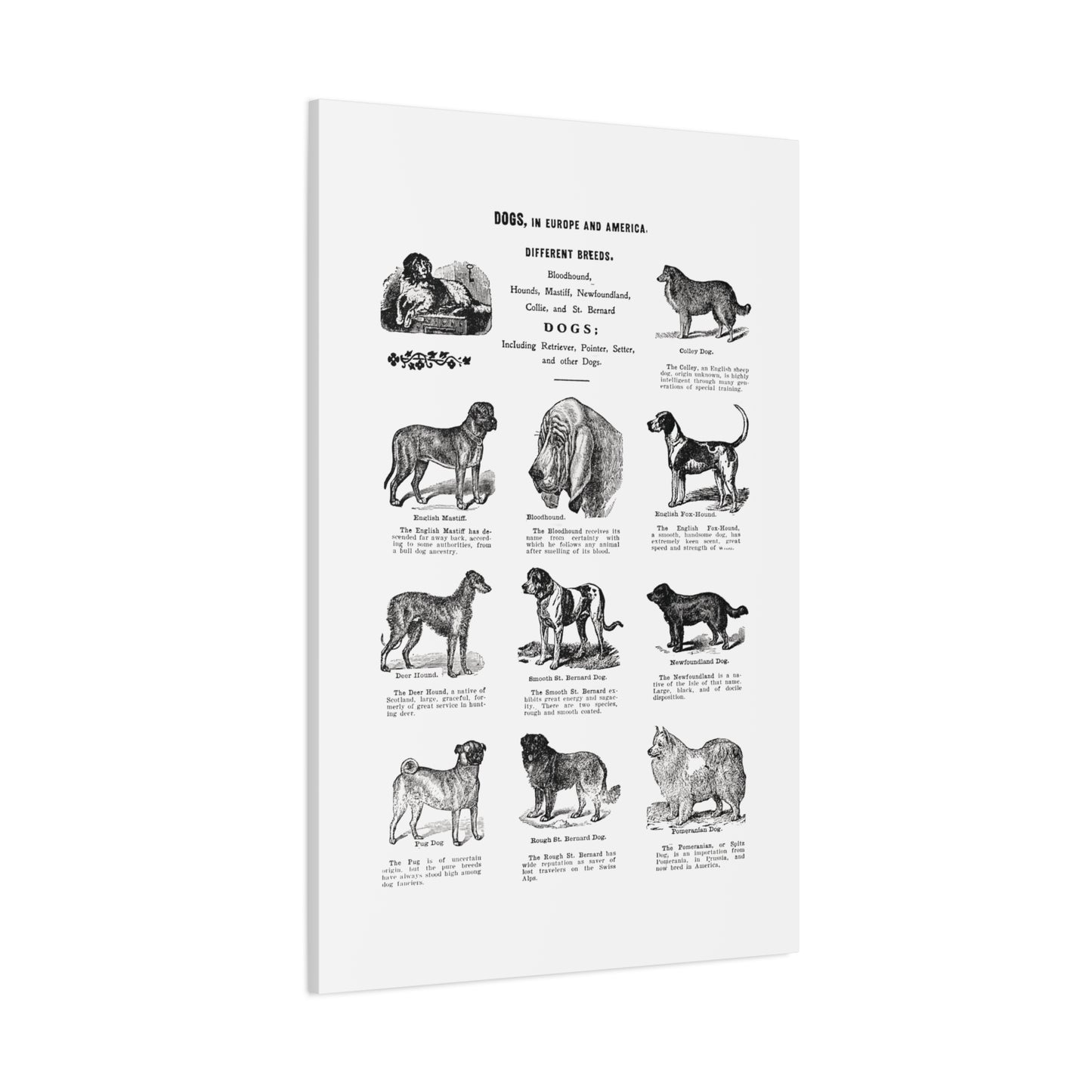 Vintage Dog Breed Poster Matte Canvas, Stretched, 1.25"