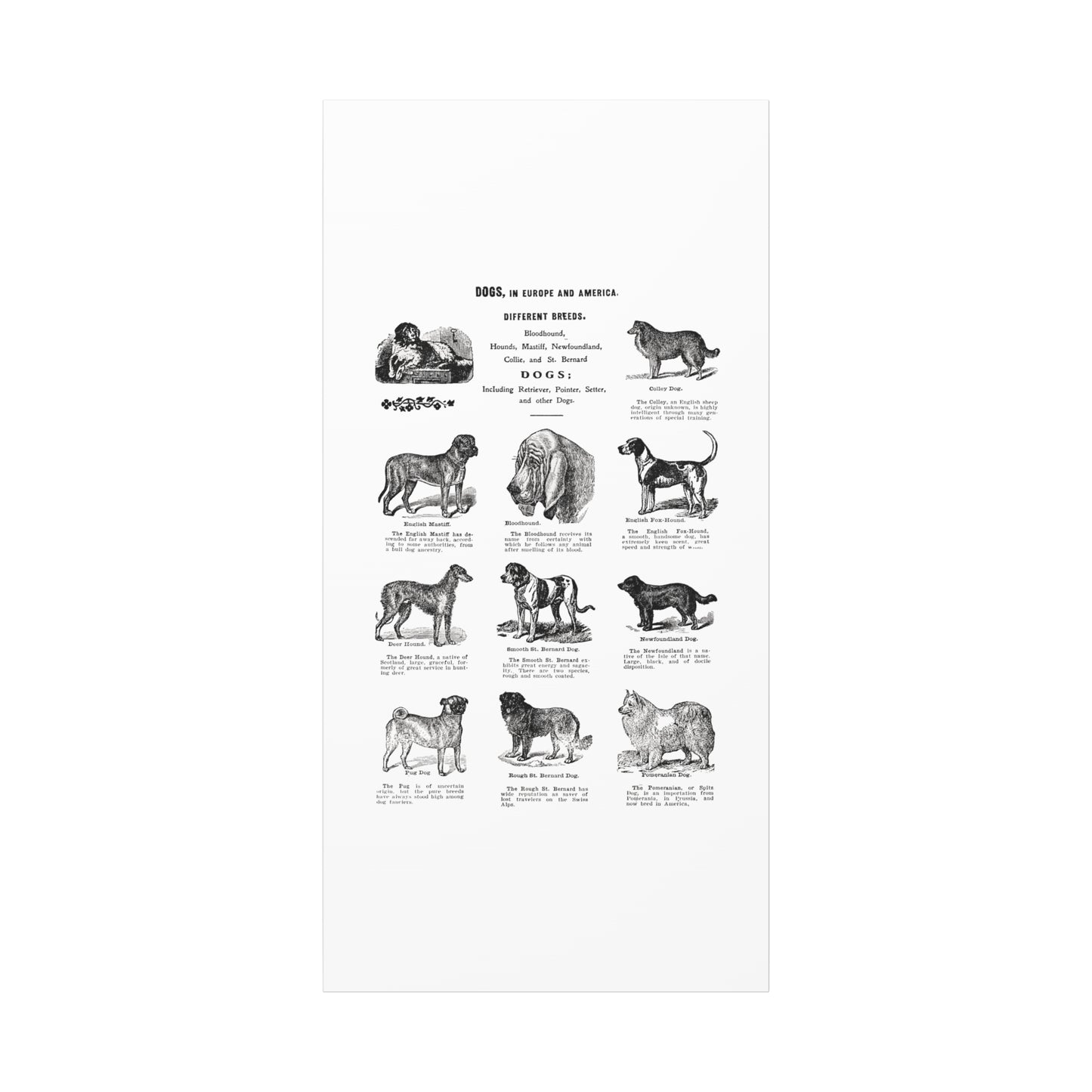 Vintage Dog Breed Poster Matte Canvas, Stretched, 1.25"