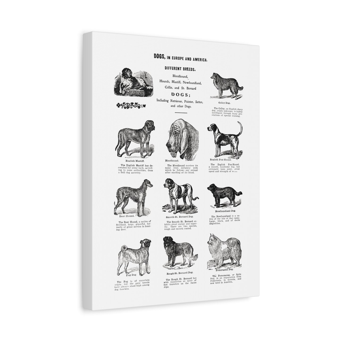 Vintage Dog Breed Poster Matte Canvas, Stretched, 1.25"