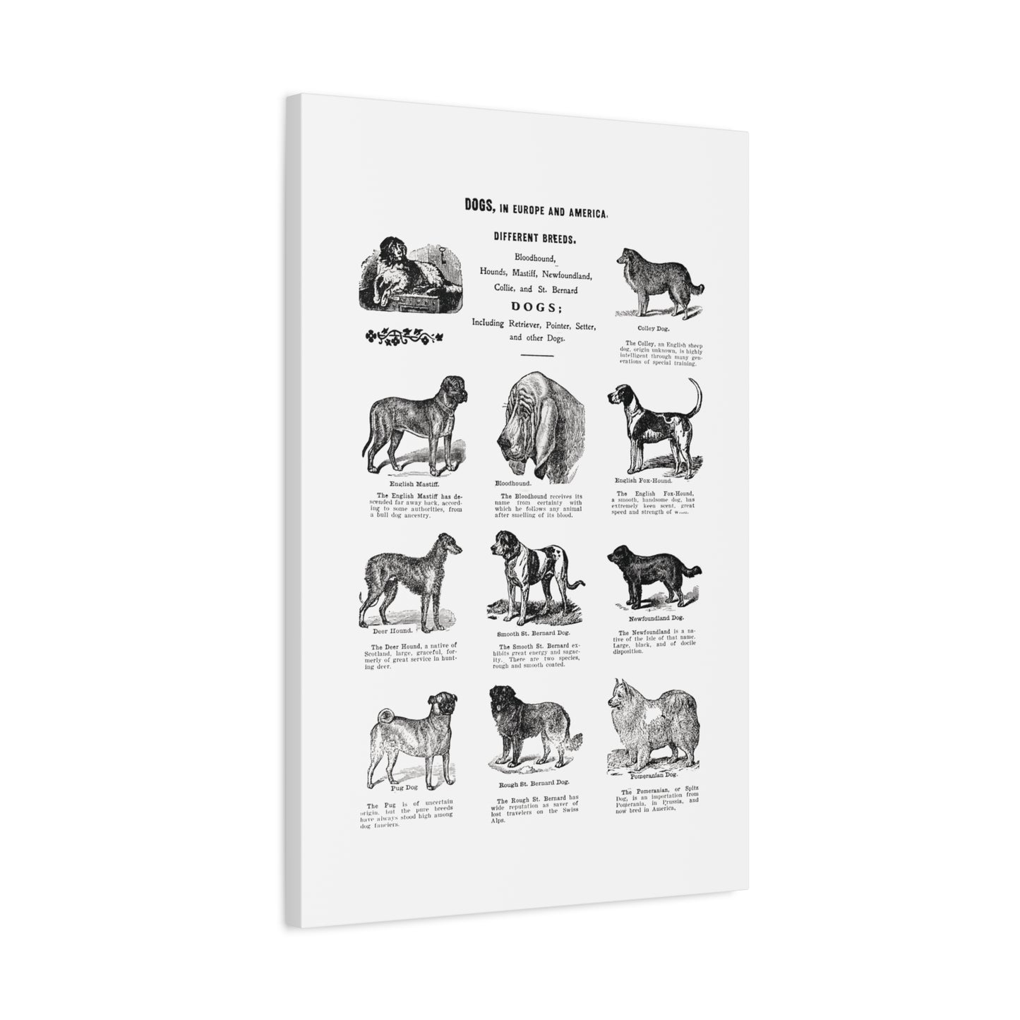 Vintage Dog Breed Poster Matte Canvas, Stretched, 1.25"