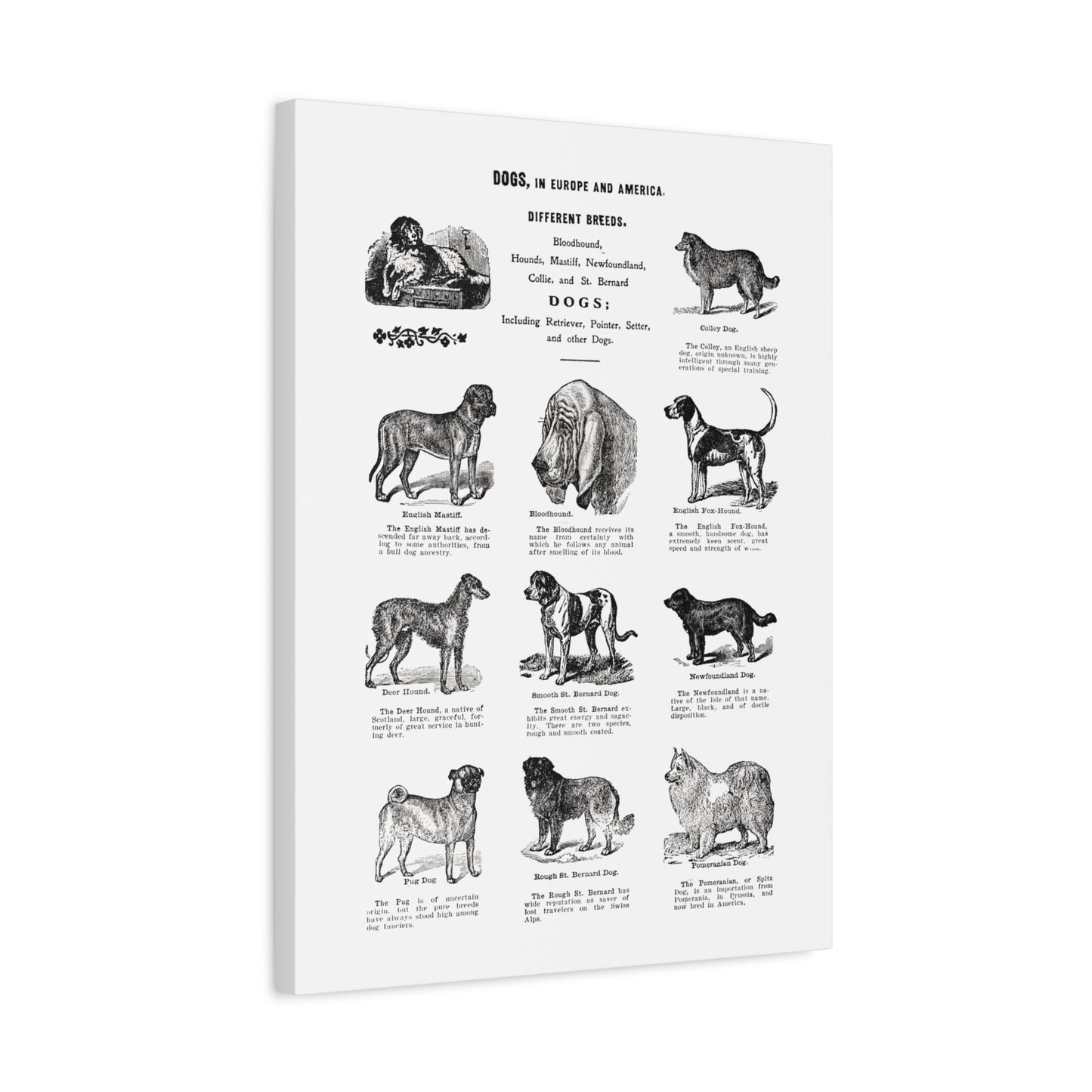 Vintage Dog Breed Poster Matte Canvas, Stretched, 1.25"
