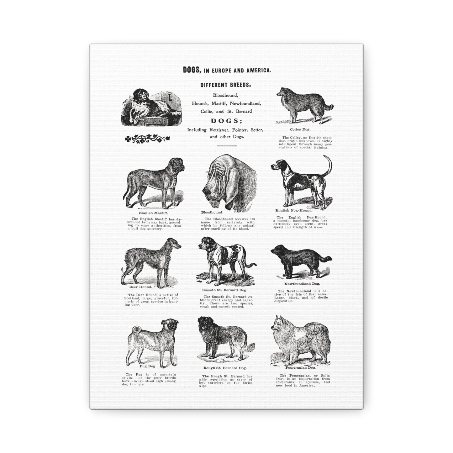 Vintage Dog Breed Poster Matte Canvas, Stretched, 1.25"