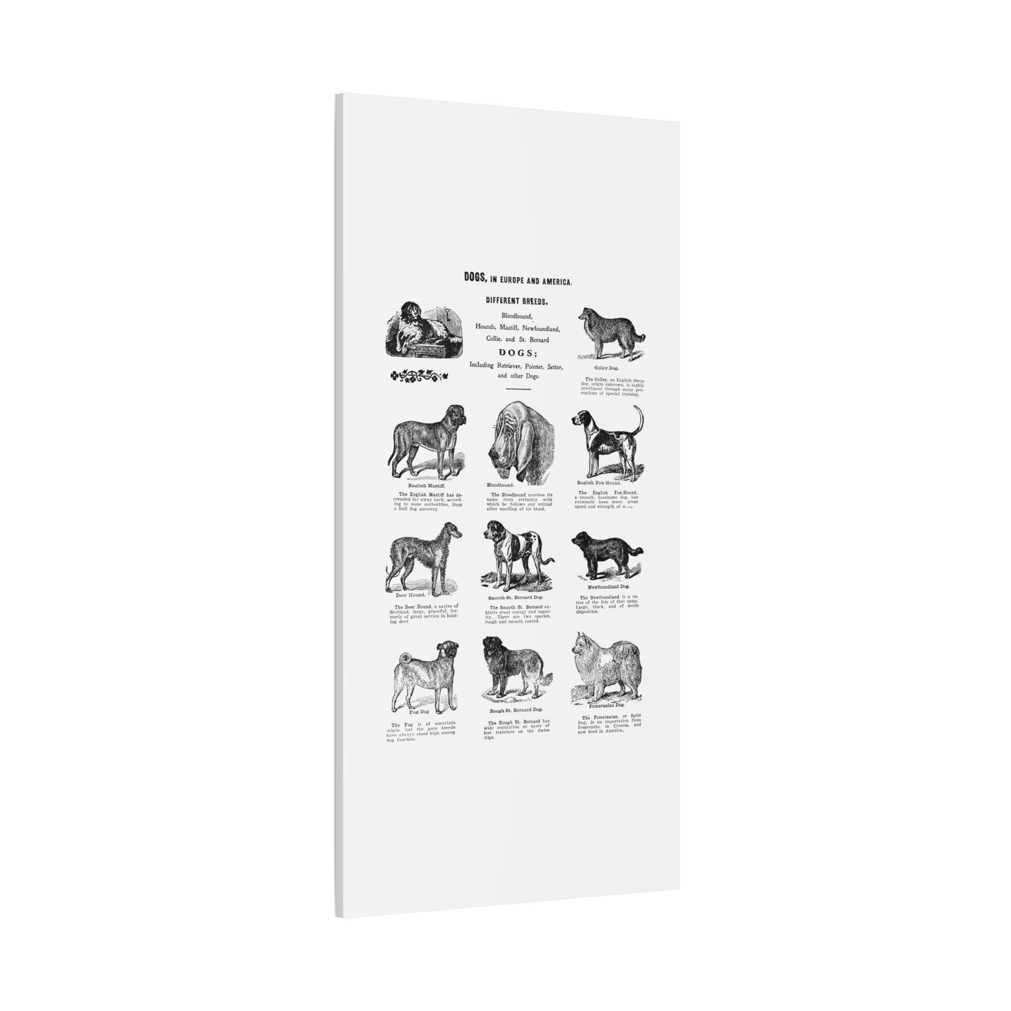 Vintage Dog Breed Poster Matte Canvas, Stretched, 1.25"