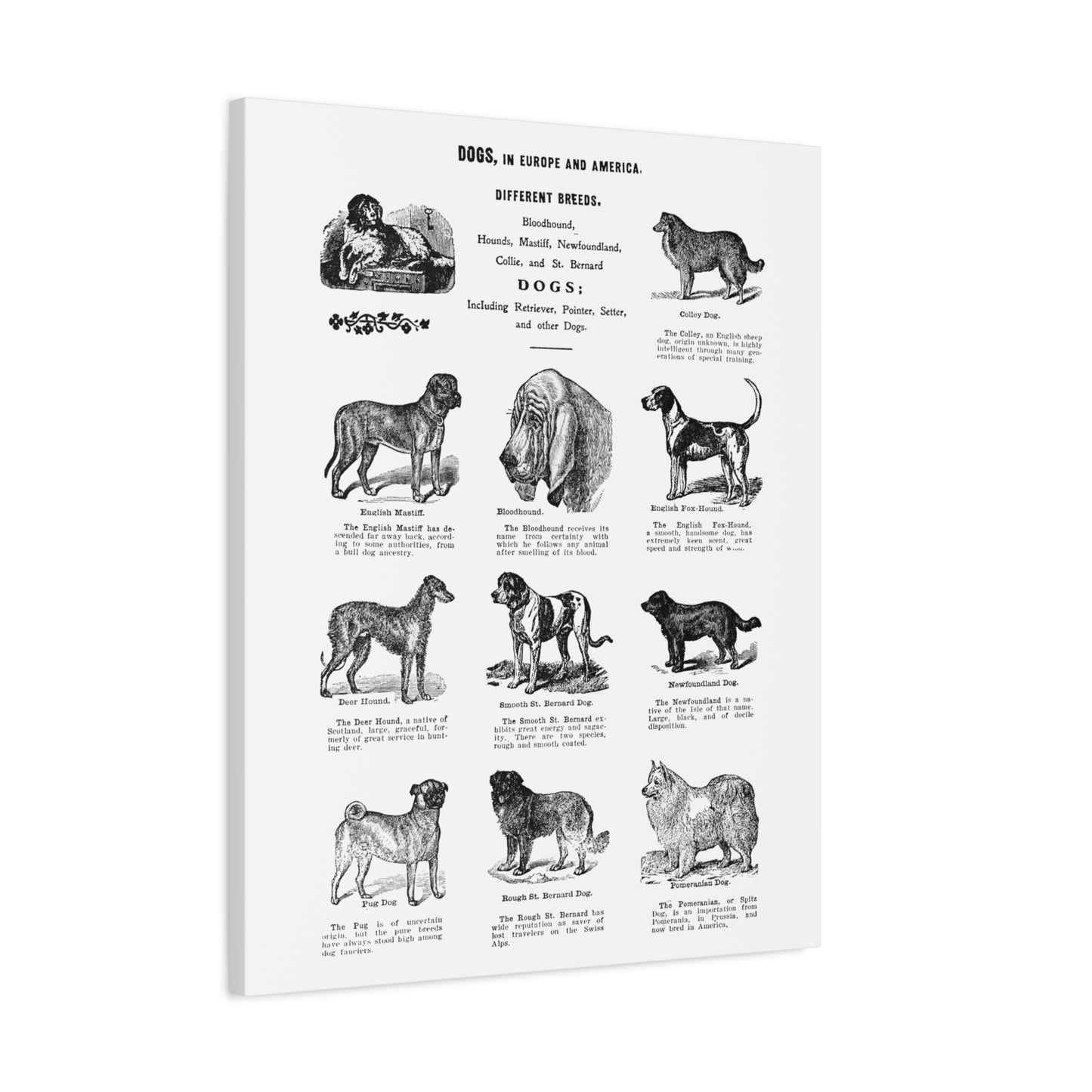 Vintage Dog Breed Poster Matte Canvas, Stretched, 1.25"