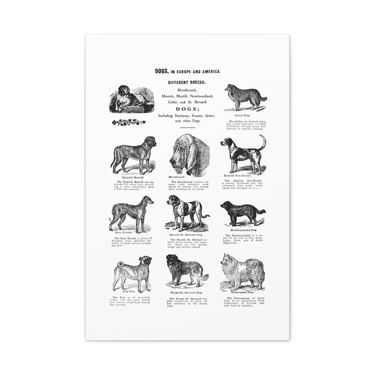 Vintage Dog Breed Poster Matte Canvas, Stretched, 1.25"