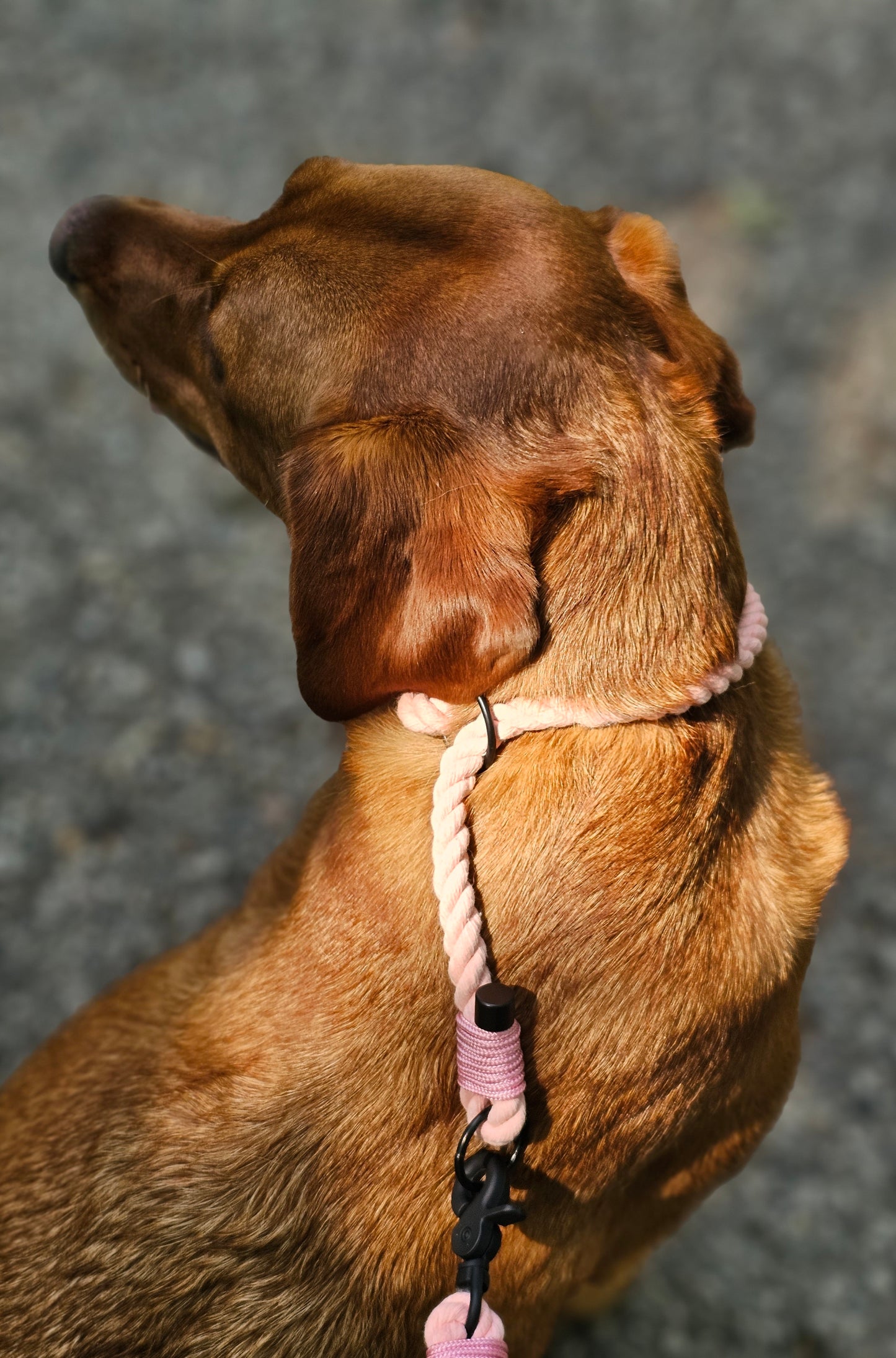 Twisted Rope Collar