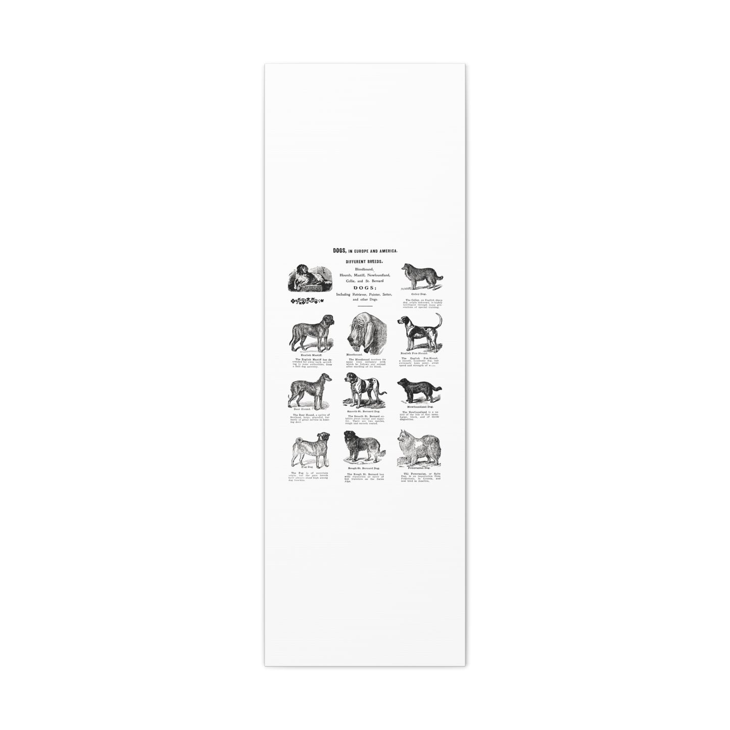 Vintage Dog Breed Poster Matte Canvas, Stretched, 1.25"