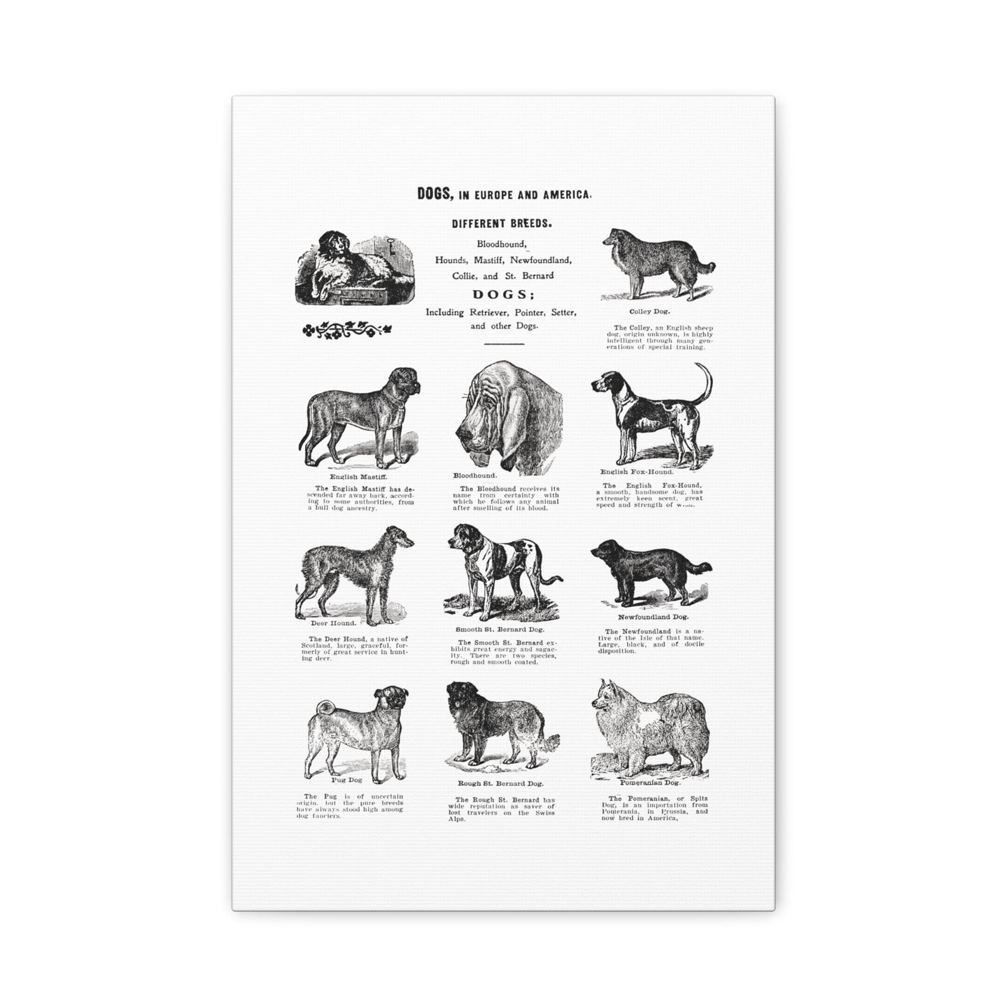 Vintage Dog Breed Poster Matte Canvas, Stretched, 1.25"