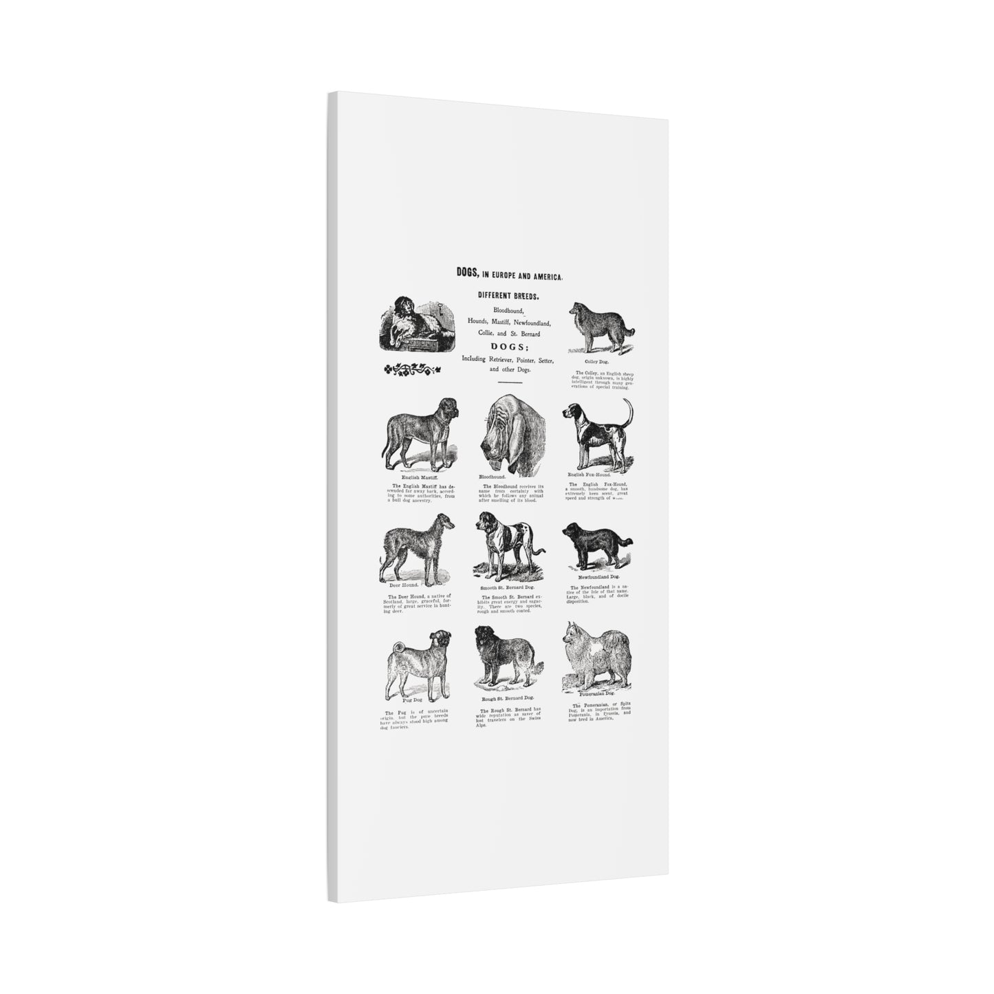 Vintage Dog Breed Poster Matte Canvas, Stretched, 1.25"