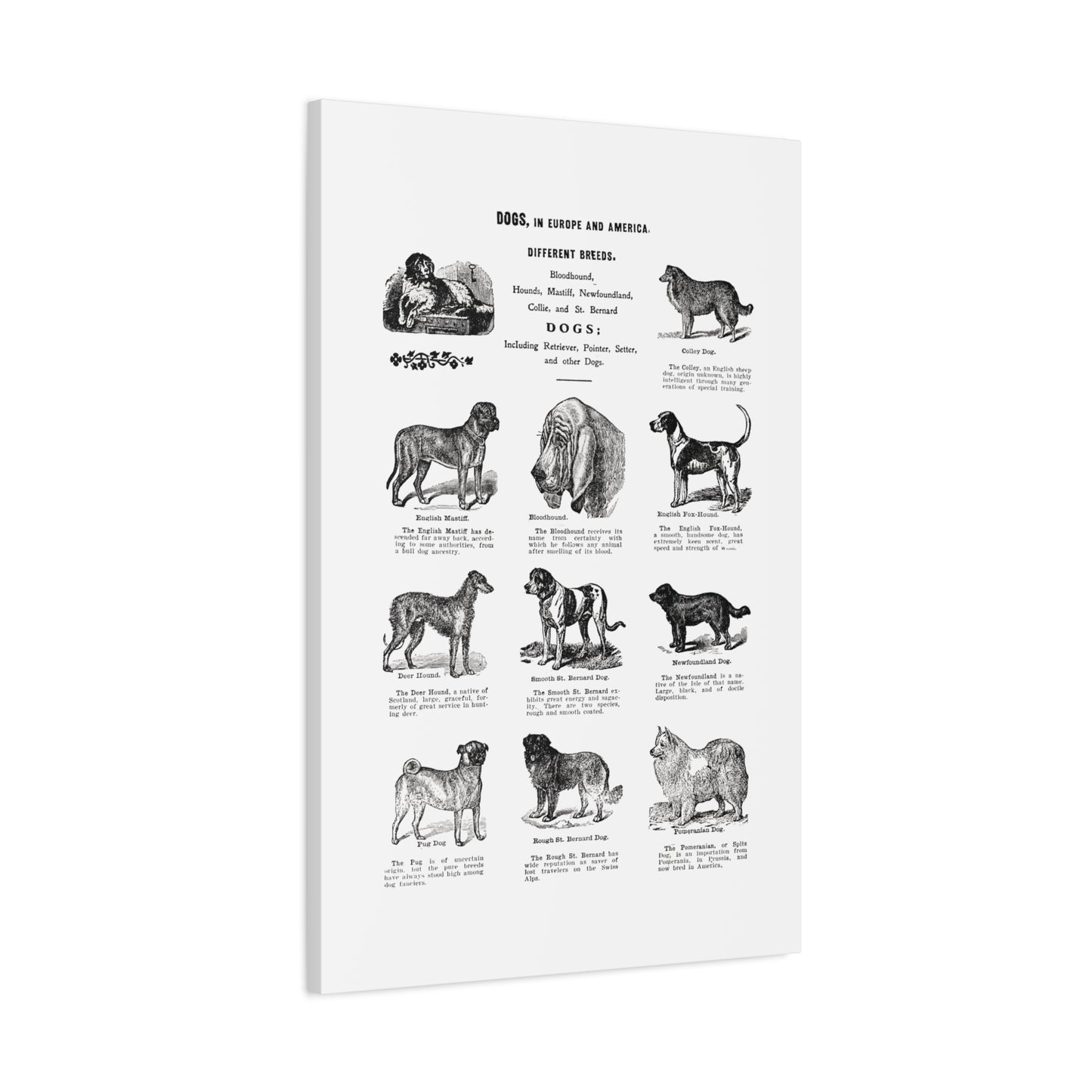 Vintage Dog Breed Poster Matte Canvas, Stretched, 1.25"