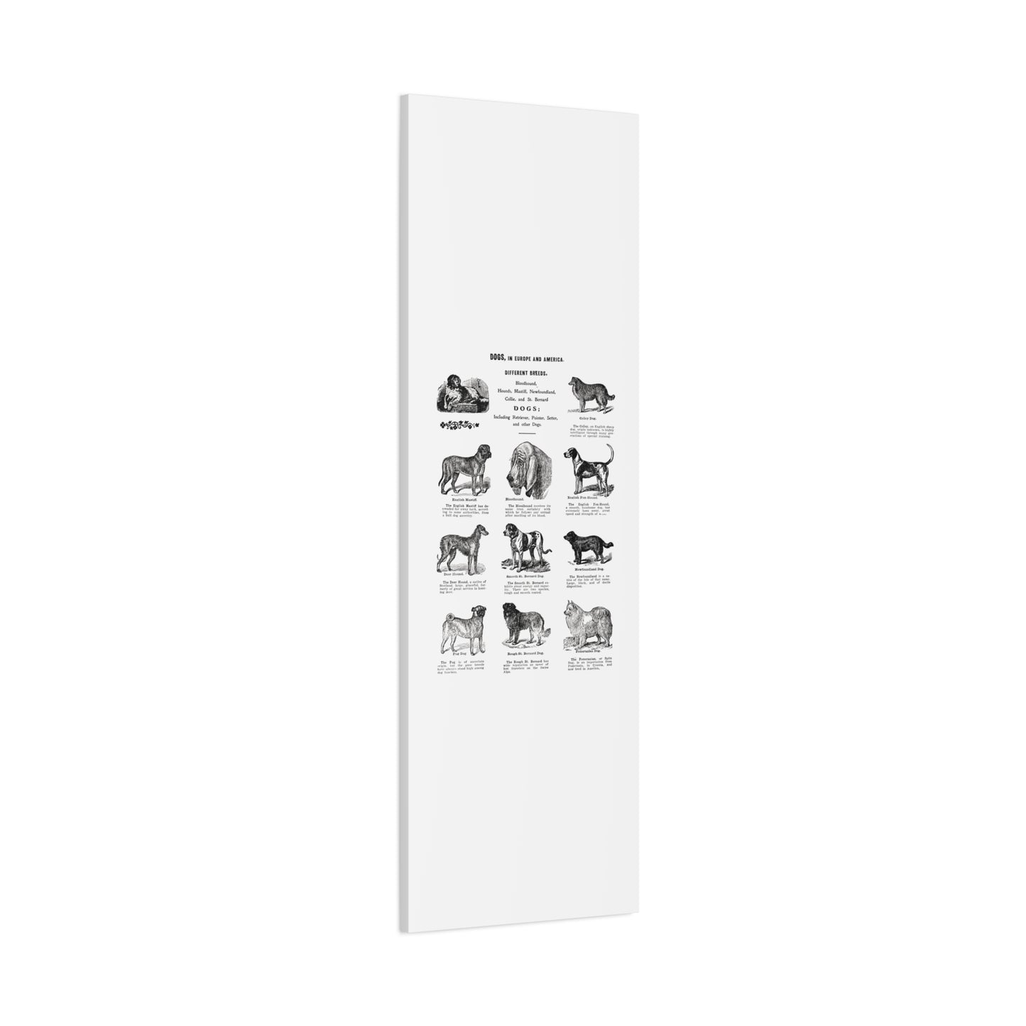 Vintage Dog Breed Poster Matte Canvas, Stretched, 1.25"