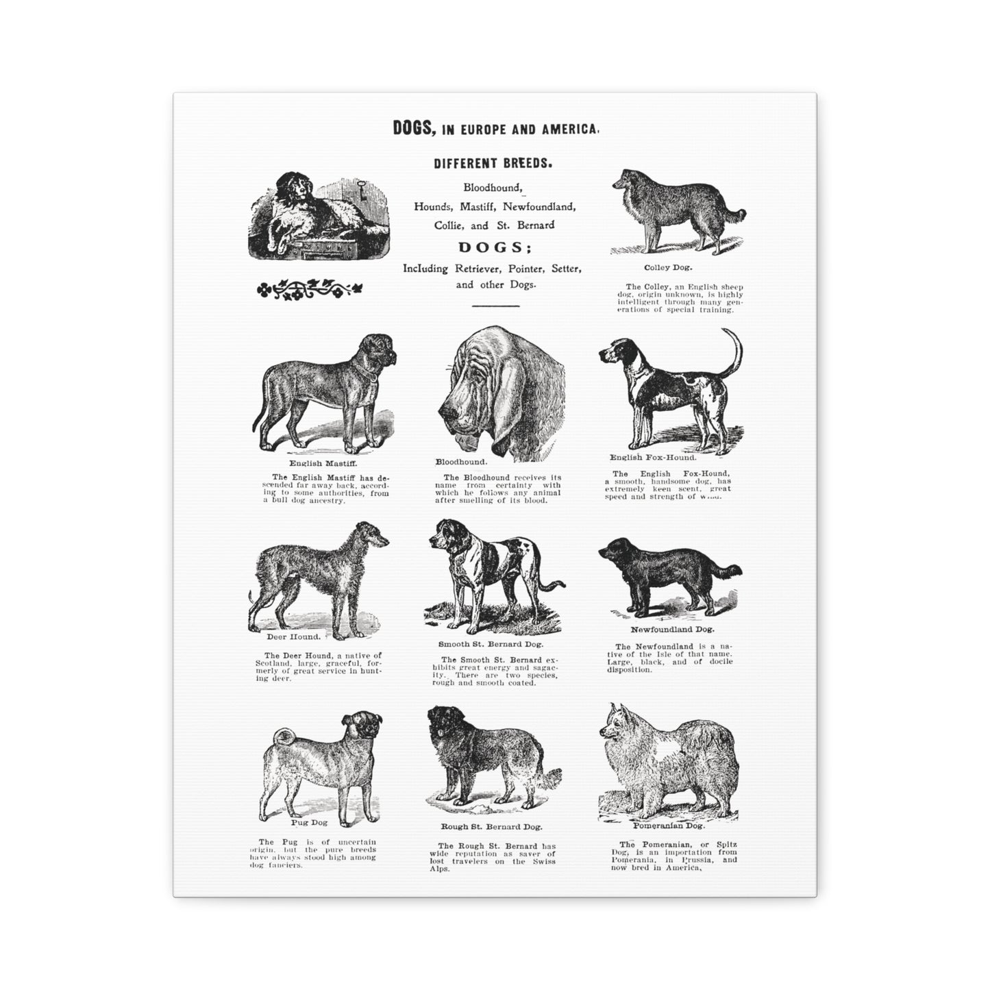 Vintage Dog Breed Poster Matte Canvas, Stretched, 1.25"