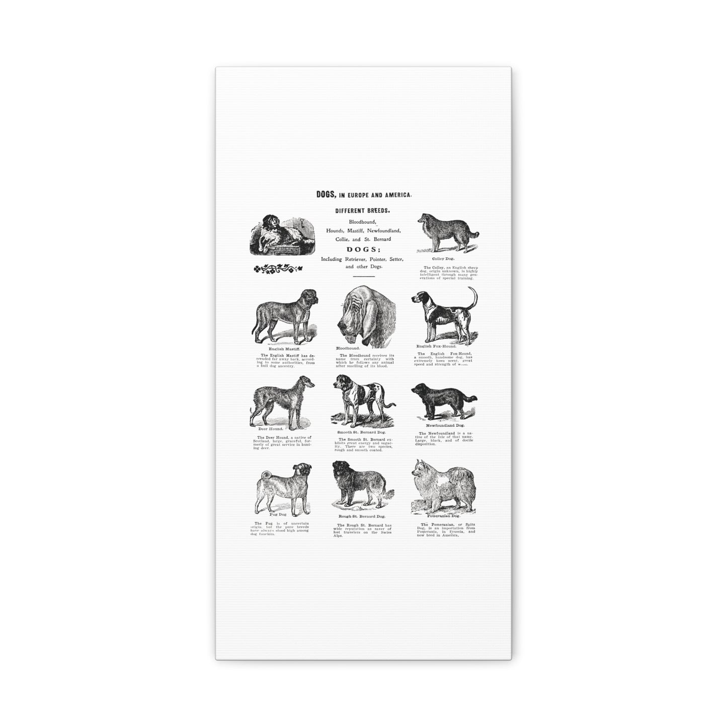 Vintage Dog Breed Poster Matte Canvas, Stretched, 1.25"