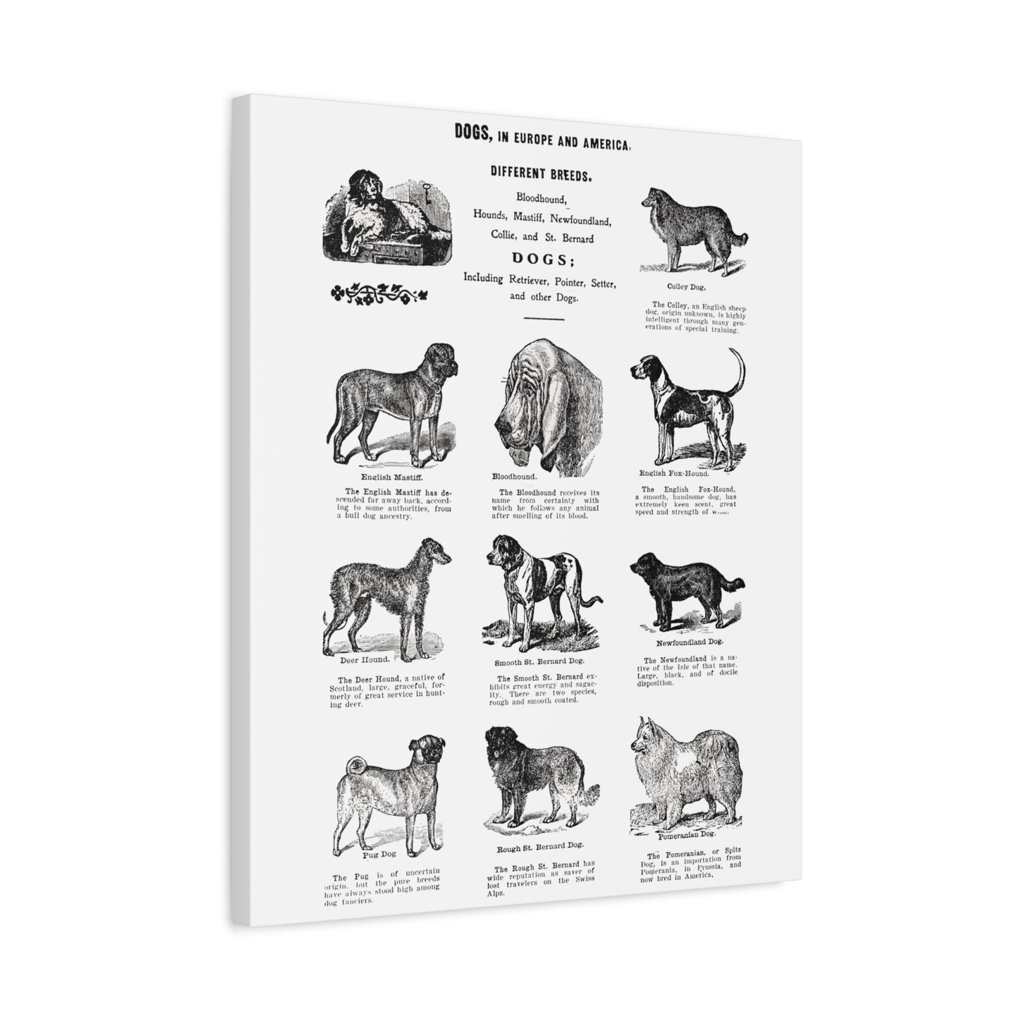 Vintage Dog Breed Poster Matte Canvas, Stretched, 1.25"