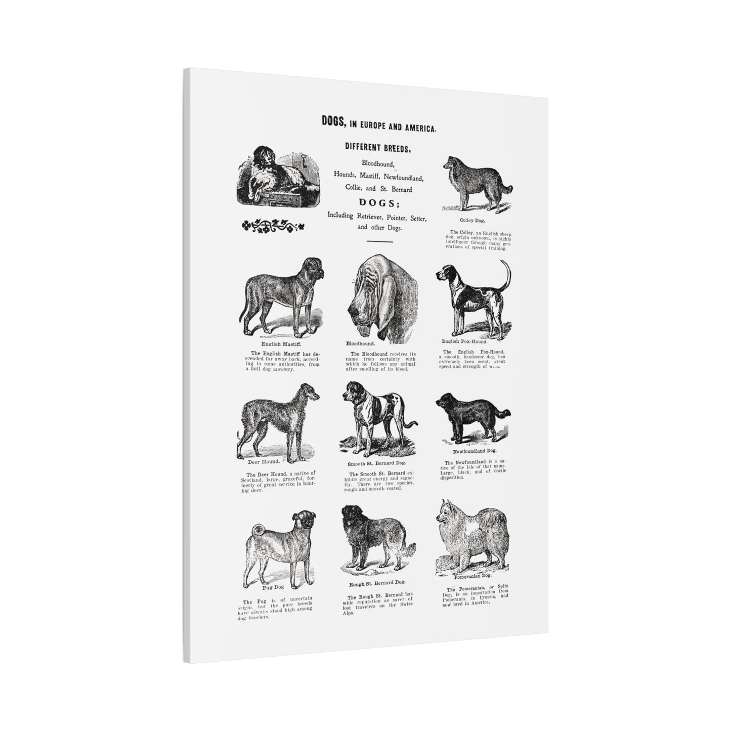 Vintage Dog Breed Poster Matte Canvas, Stretched, 1.25"
