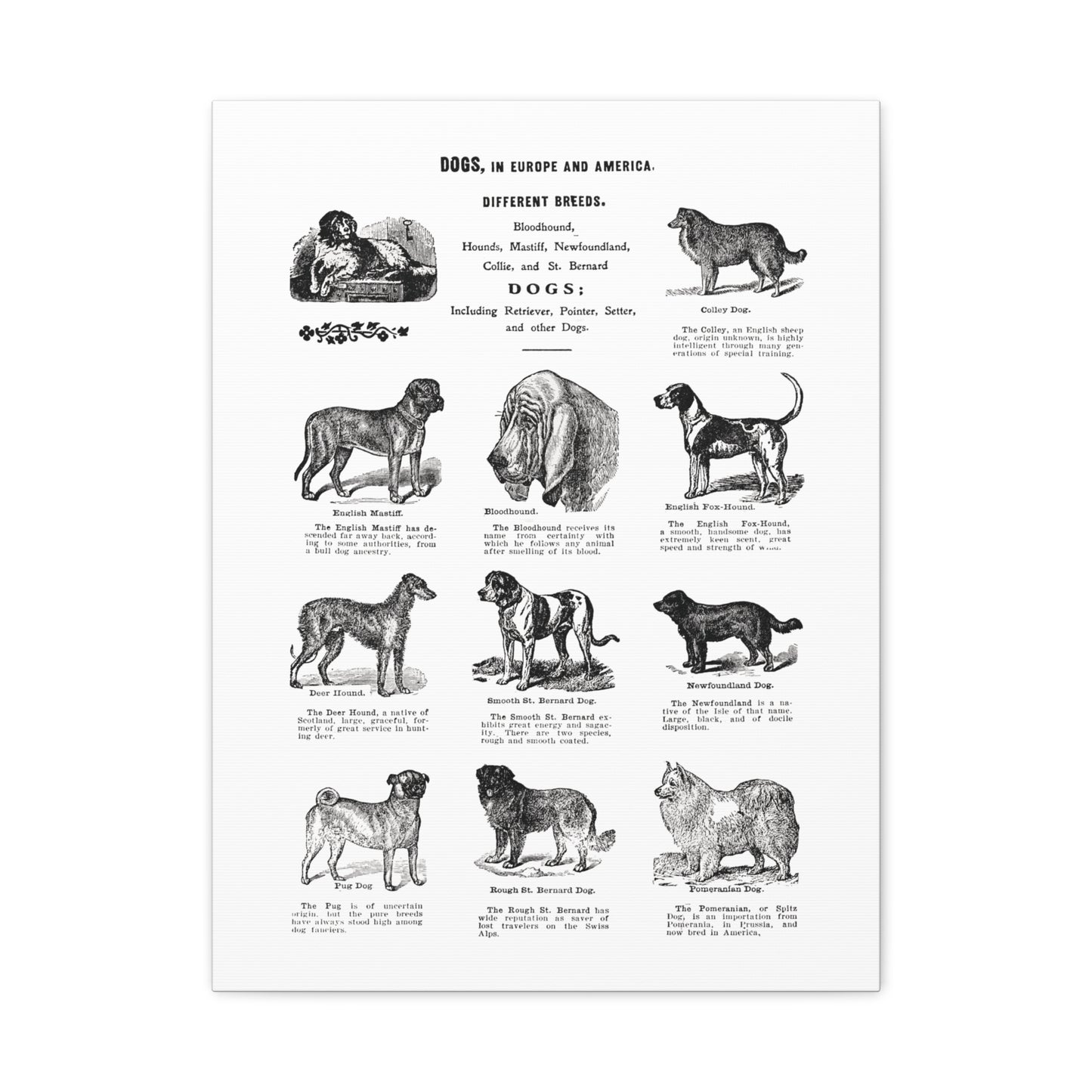 Vintage Dog Breed Poster Matte Canvas, Stretched, 1.25"