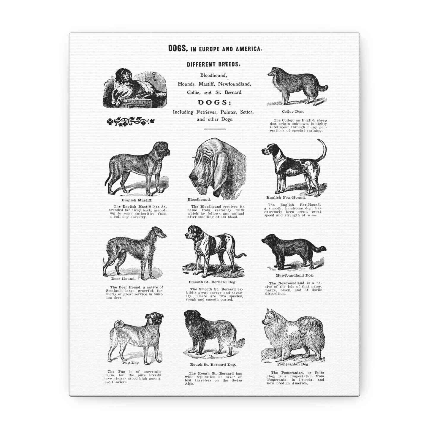 Vintage Dog Breed Poster Matte Canvas, Stretched, 1.25"