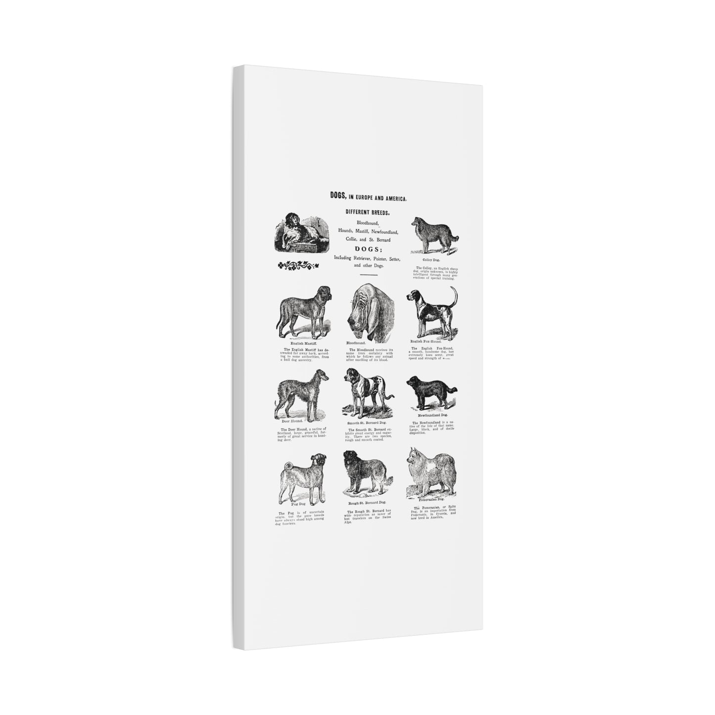 Vintage Dog Breed Poster Matte Canvas, Stretched, 1.25"