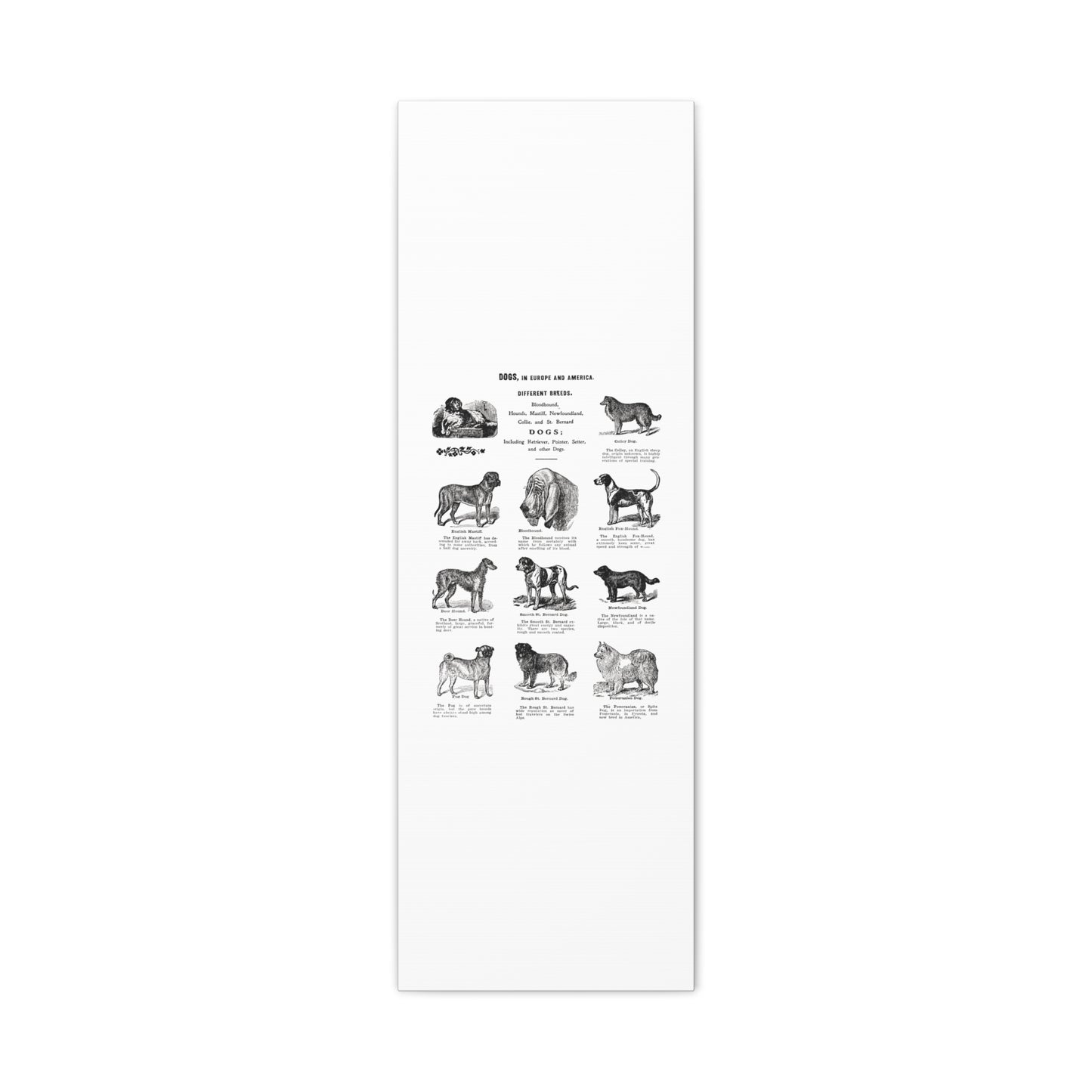 Vintage Dog Breed Poster Matte Canvas, Stretched, 1.25"