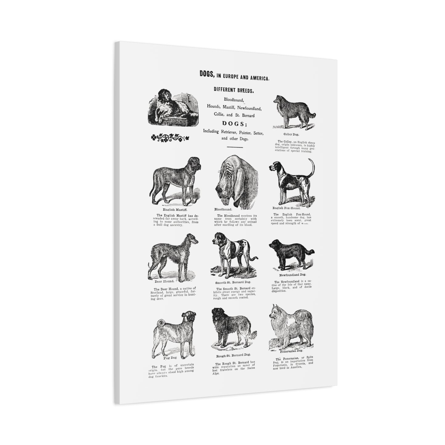 Vintage Dog Breed Poster Matte Canvas, Stretched, 1.25"