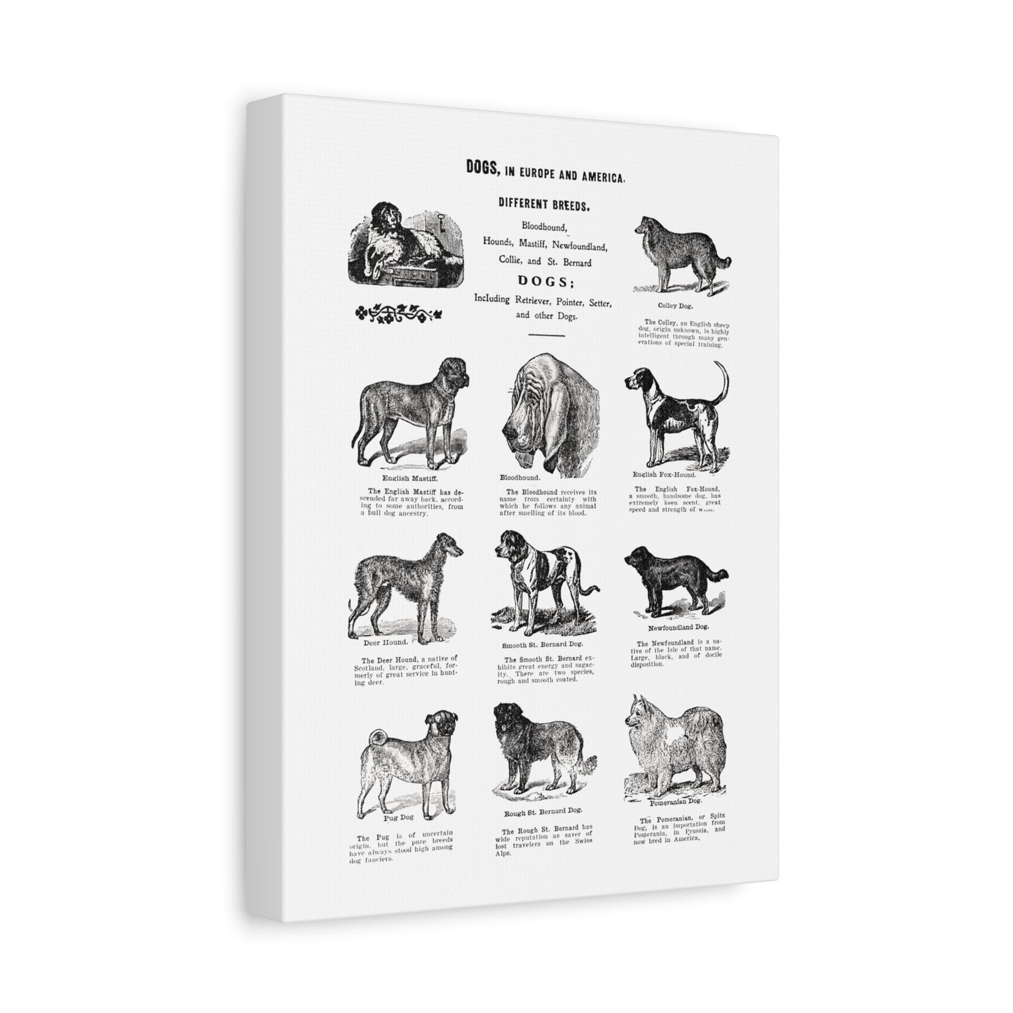Vintage Dog Breed Poster Matte Canvas, Stretched, 1.25"
