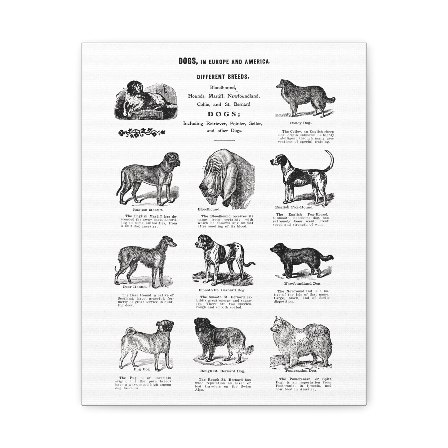 Vintage Dog Breed Poster Matte Canvas, Stretched, 1.25"
