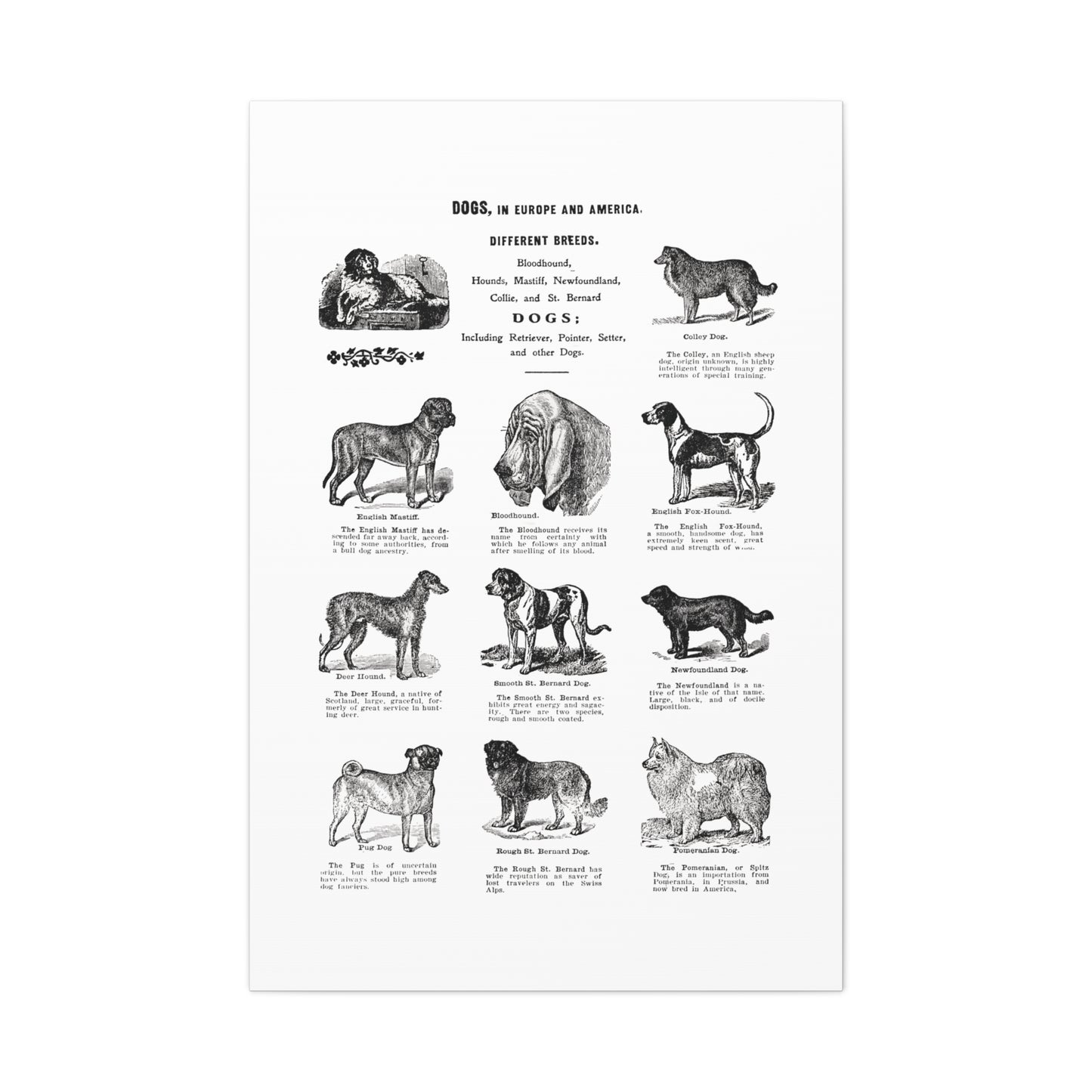Vintage Dog Breed Poster Matte Canvas, Stretched, 1.25"