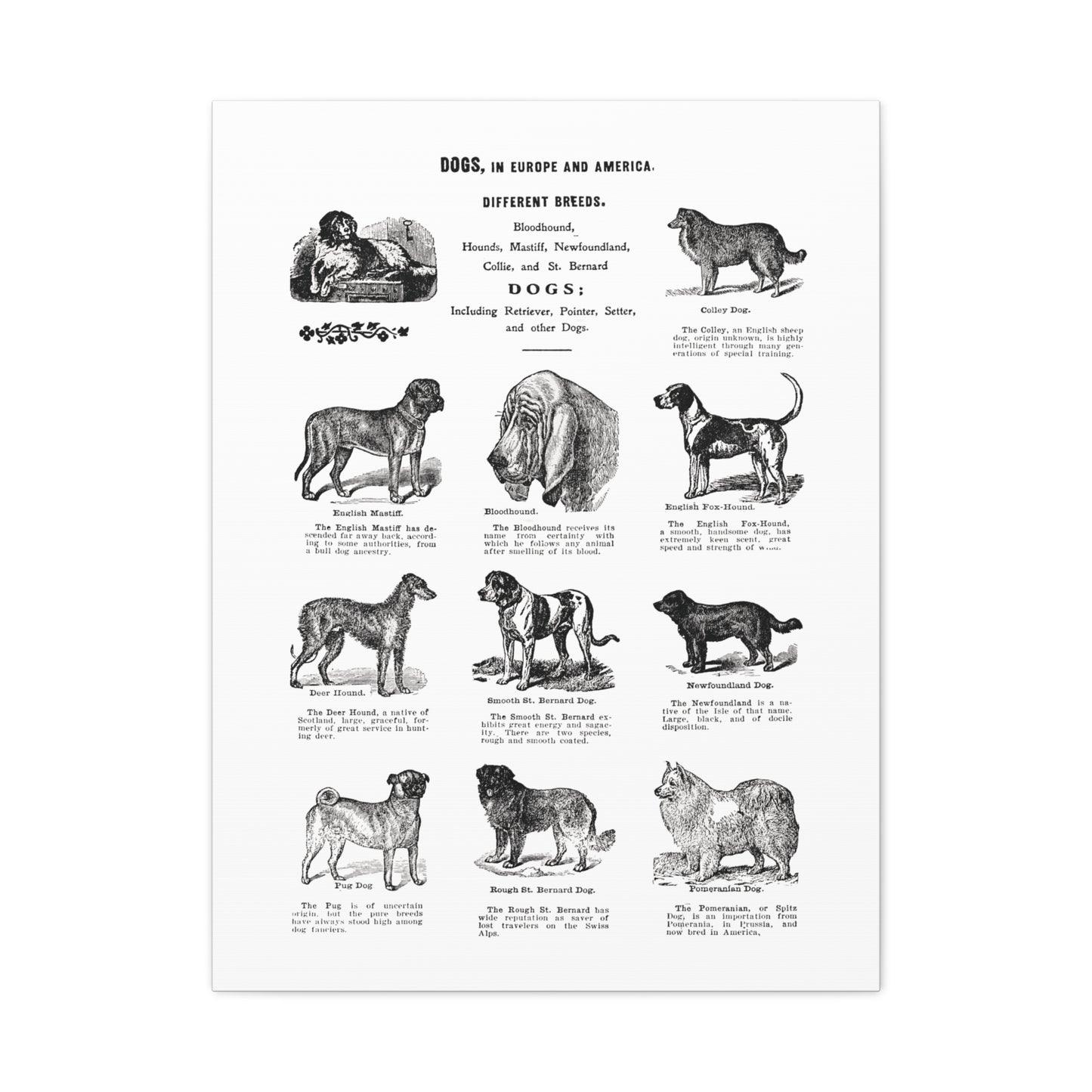 Vintage Dog Breed Poster Matte Canvas, Stretched, 1.25"