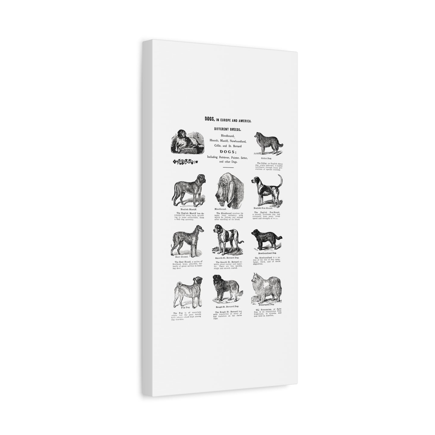 Vintage Dog Breed Poster Matte Canvas, Stretched, 1.25"
