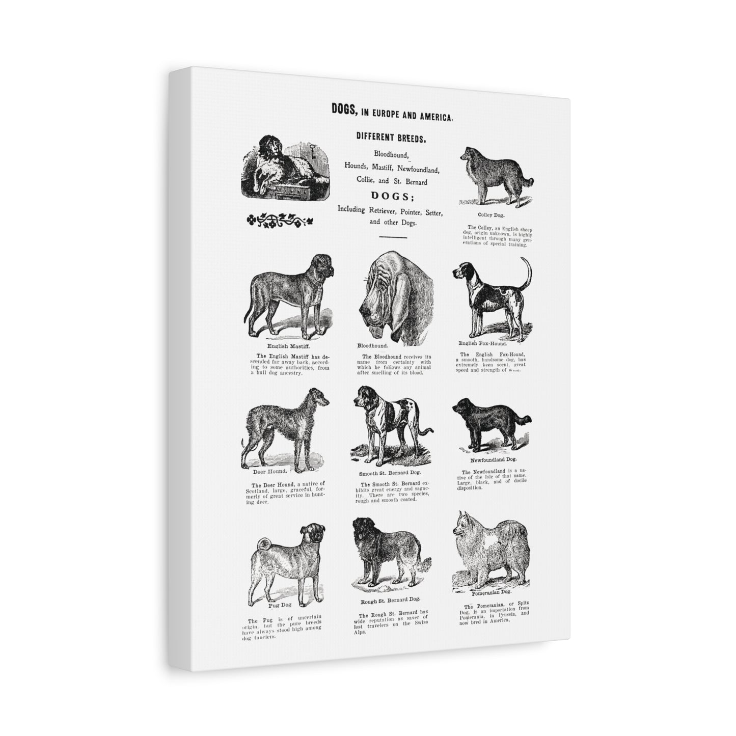 Vintage Dog Breed Poster Matte Canvas, Stretched, 1.25"