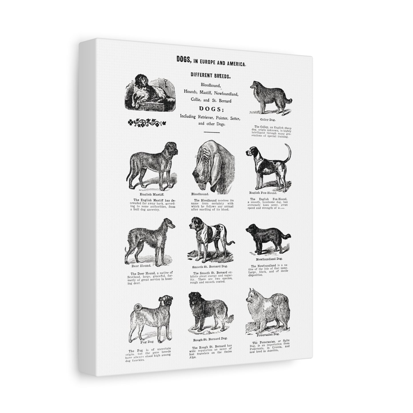 Vintage Dog Breed Poster Matte Canvas, Stretched, 1.25"