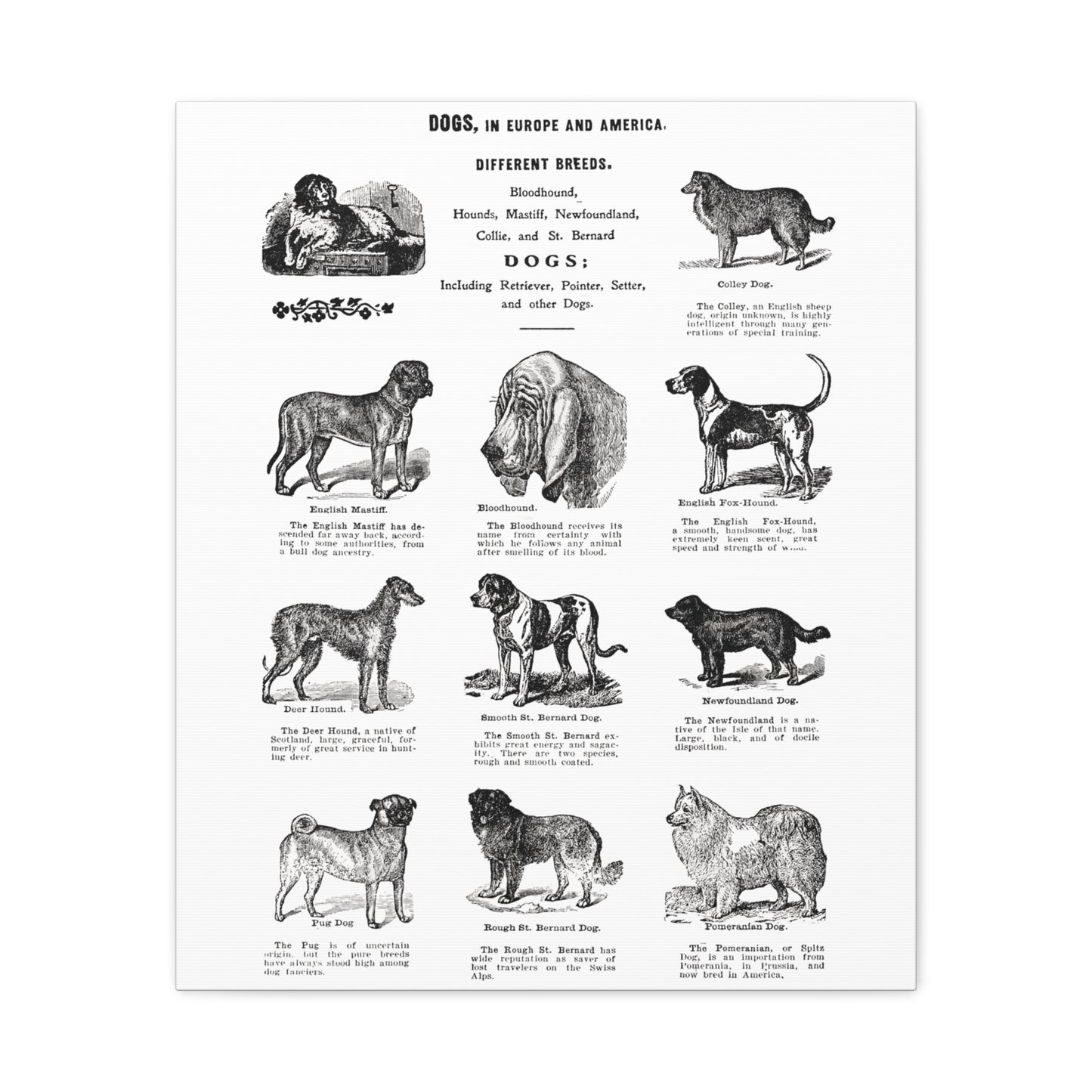 Vintage Dog Breed Poster Matte Canvas, Stretched, 1.25"