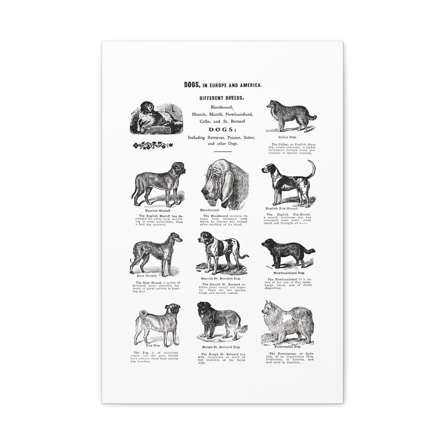 Vintage Dog Breed Poster Matte Canvas, Stretched, 1.25"