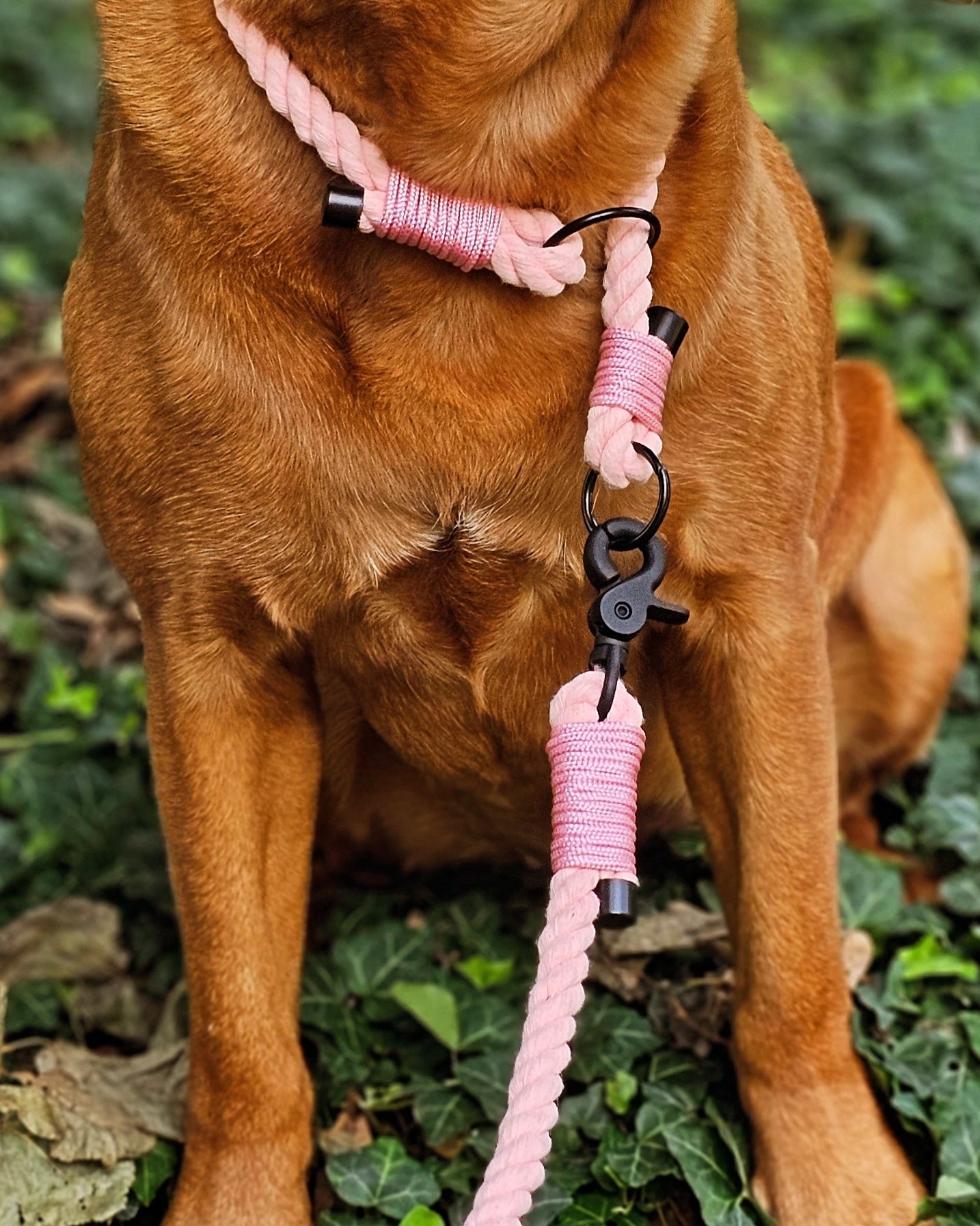 Twisted Rope Collar