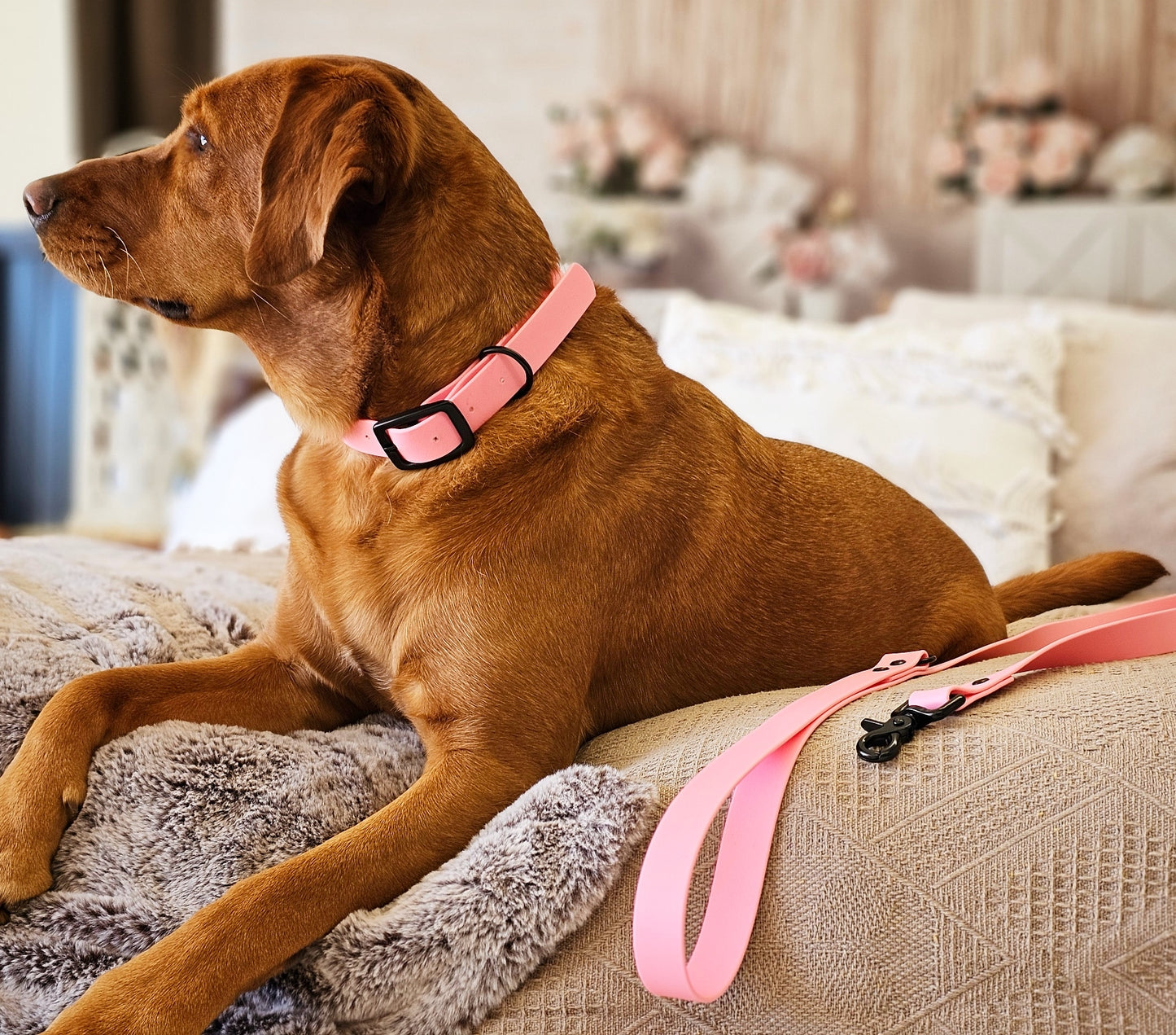 Spring Leash (25mm width)